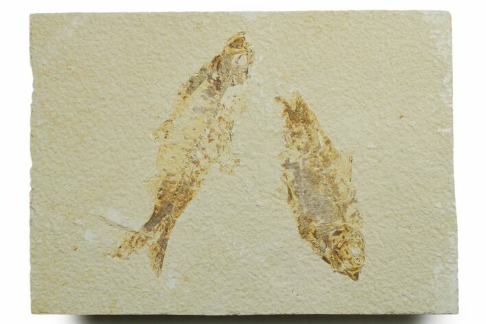 Limestone with Two Fossil Fish (Knightia) - Wyoming #349633